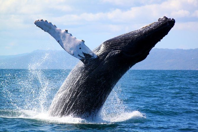 Full-Day Samana Whales Watching Season By Bus - Meeting and Pickup Details