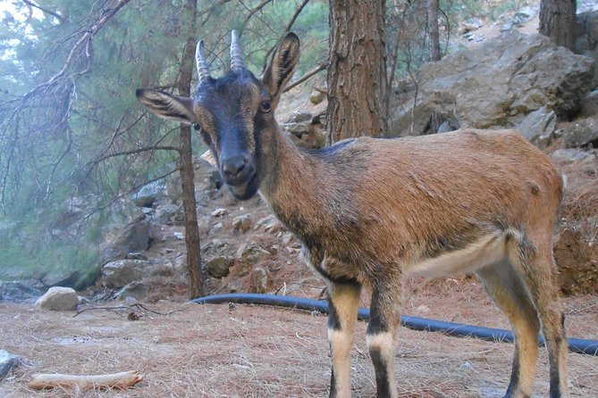 Full Day Samaria Gorge 10-Mile Walking Tour - Boat Ride and Coastal Village Lunch