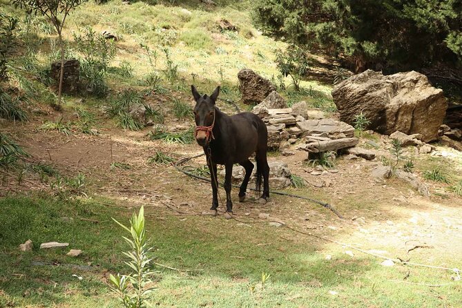 Full-Day Samaria Gorge Private Hiking Tour - Refreshment and Lunch