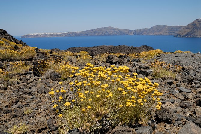 Full Day Santorini Caldera Cruise - Guest Feedback and Concerns
