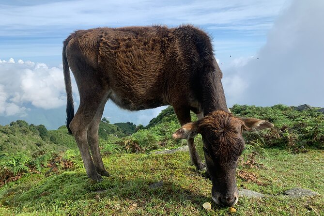 Full Day Sapa Cow Hill Trekking Tour Review - Fitness Level and Tour Type