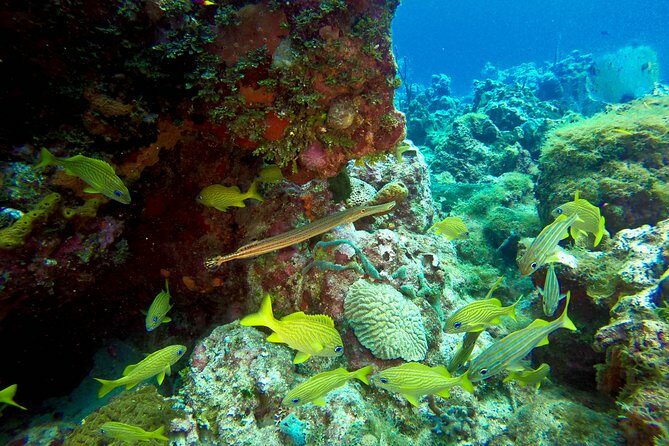 Full-Day Scuba Diving Catalina Island Tour from Bavaro - FAQs