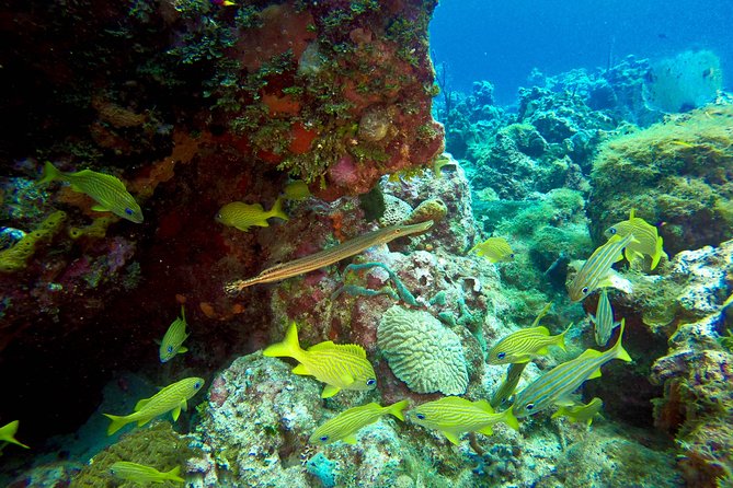 Full-Day Scuba Diving Catalina Island Tour From Bavaro - Tour Overview and Highlights