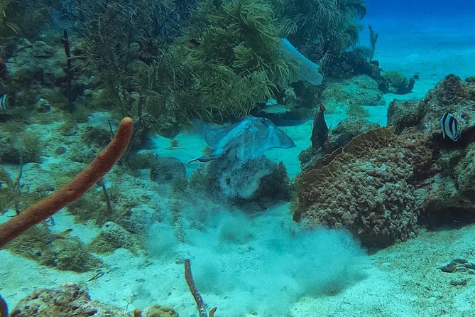 Full-Day Scuba Diving Catalina Island Tour From Bavaro - Exploring the Turquoise Waters