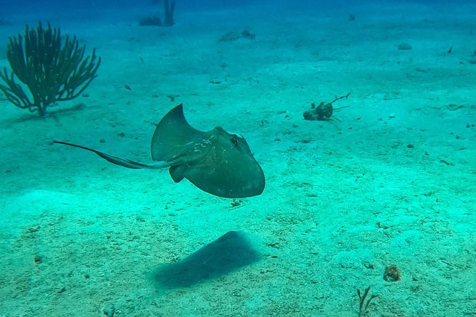 Full-Day Scuba Diving Catalina Island Tour From Bavaro - Indulging in Dominican Cuisine