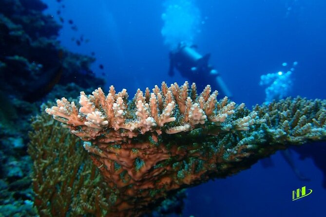 Full-Day Scuba Diving Experience of USAT Liberty in Tulamben - Diving Skill Requirements