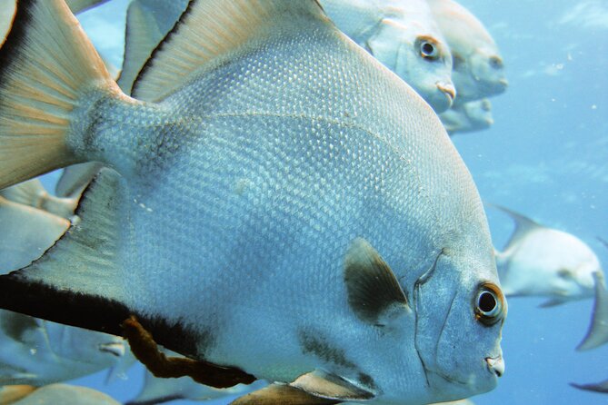 Full Day Scuba Diving in Rosario Islands - Exploring the Rosario Islands