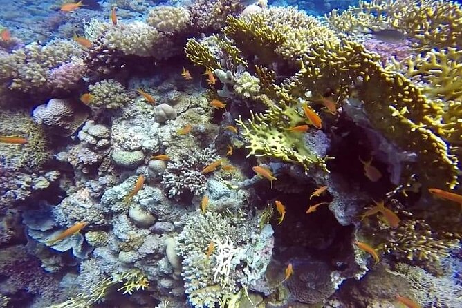 Full-Day Scuba Diving Tour in Hurghada With Lunch & Pick-Up - Whats Included