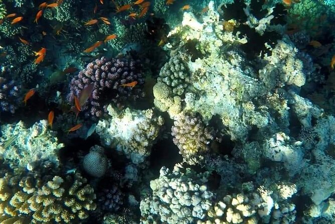Full-Day Scuba Diving Tour in Hurghada With Lunch & Pick-Up - Booking Process