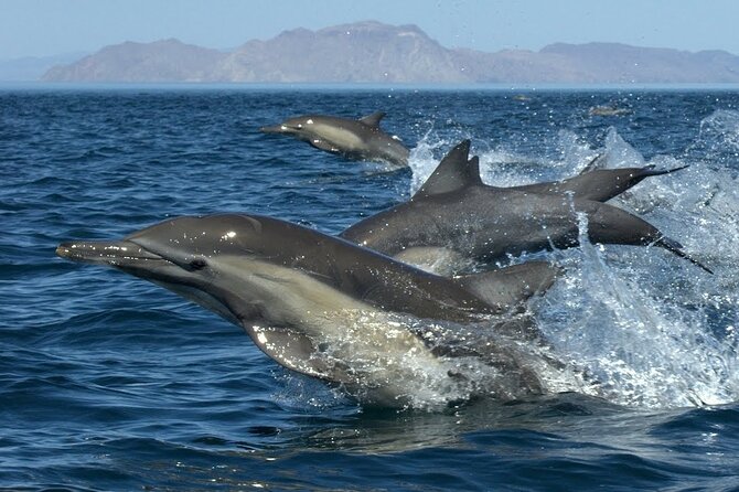 Full-Day Sea Trip With Dolphins and Snorkeling in Red Sea - Trip Highlights