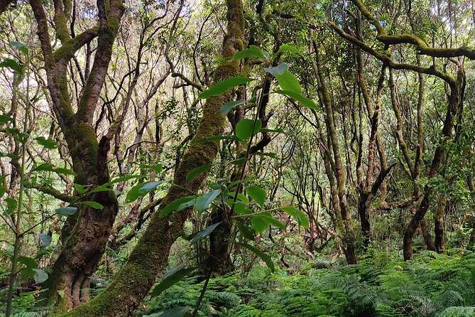 Full-Day Self Guided Hike in Caldeirão Verde Levada - Recommendations for Travelers