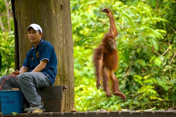 Full-Day Sepilok Orangutan and Proboscis Monkey From Sandakan or Kota Kinabalu - Flight Recommendations