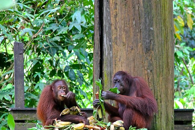Full-Day Sepilok Orangutan and Proboscis Monkey From Sandakan or Kota Kinabalu - Observe Feeding at Labuk Bay
