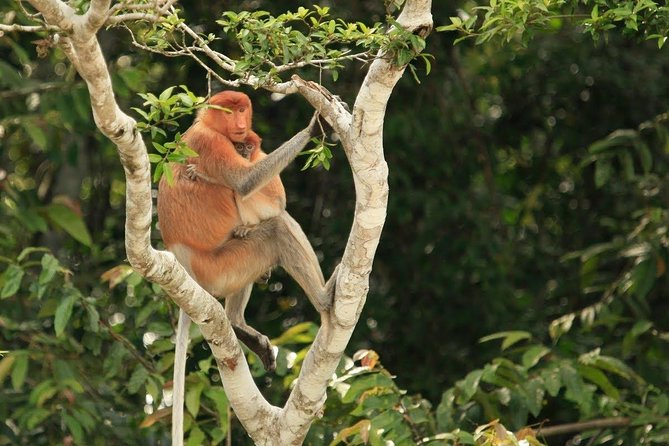 Full-Day Sepilok Orangutan and Proboscis Monkey From Sandakan or Kota Kinabalu - Conservation Efforts and Wildlife Observation