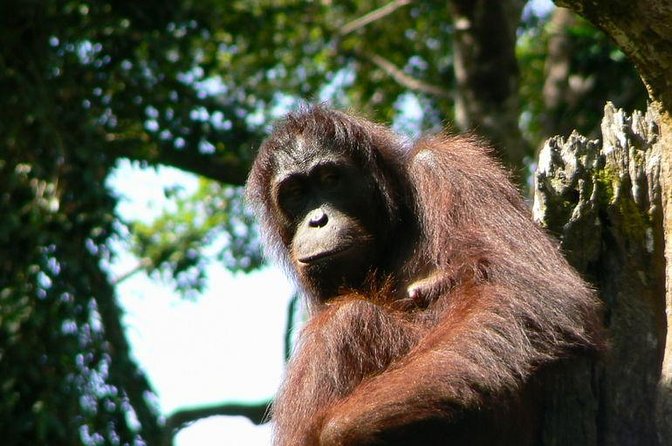 Full-Day Sepilok Orangutan and Sandakan City Trail From Kota Kinabalu - Key Points