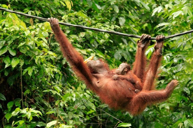 Full-Day Sepilok Orangutan and Sandakan City Trail From Kota Kinabalu - Transportation and Accessibility