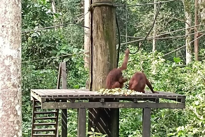 Full-Day Sepilok Orangutan and Sandakan City Trail From Kota Kinabalu - Cancellation Policy and Customer Support