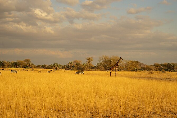 Full-Day Serengeti Tour From Mwanza - Inclusions and Logistics