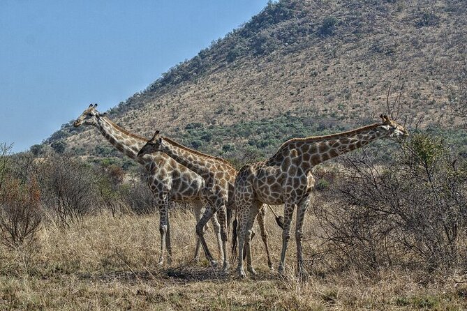 Full-Day Shared Kruger National Park Safari From Hoedspruit - Inclusions
