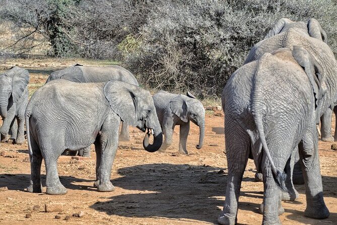 Full-Day Shared Kruger National Park Safari From Hoedspruit - Activity Details