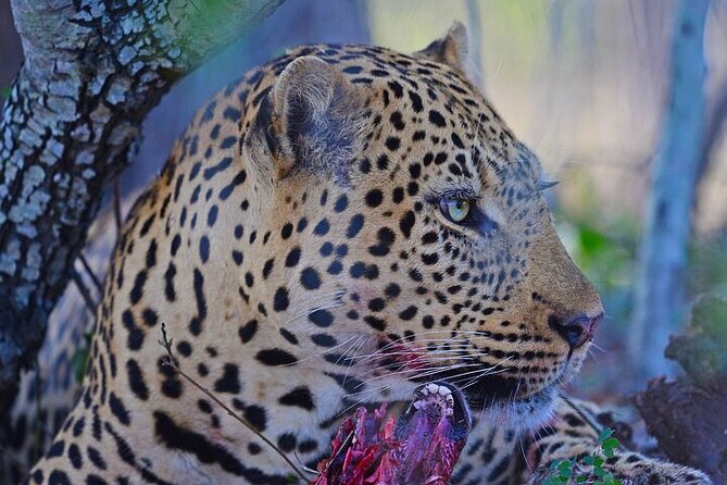 Full-Day Shared Kruger National Park Safari From Hoedspruit - Cancellation Policy