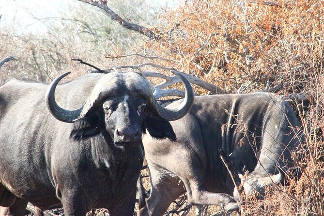 Full-Day Shared Kruger National Park Safari From Hoedspruit - Safety Precautions