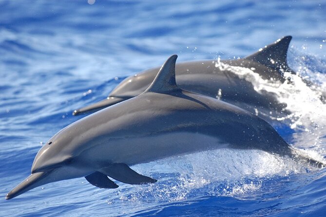 Full Day Shared Speedboat Tour - South West Lagoon Dolphin Swim - Pickup and Transportation