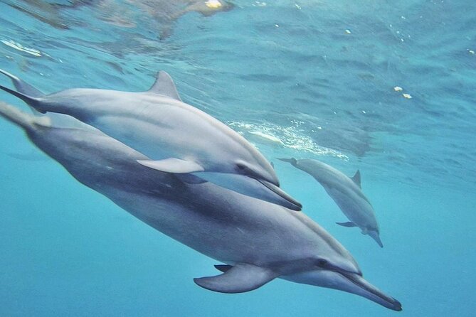 Full Day Shared Speedboat Tour - South West Lagoon Dolphin Swim - Tour Experience