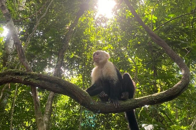 Full-Day Shared Tour in Manuel Antonio With Lunch - Tour Overview