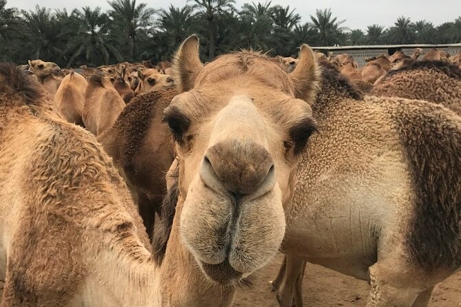Full Day Sightseeing Tour in Bahrain - Accessibility and Comfort