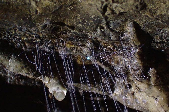 Full-Day Small-Group Glowworm Exploration Tour in New Zealand - Inclusions