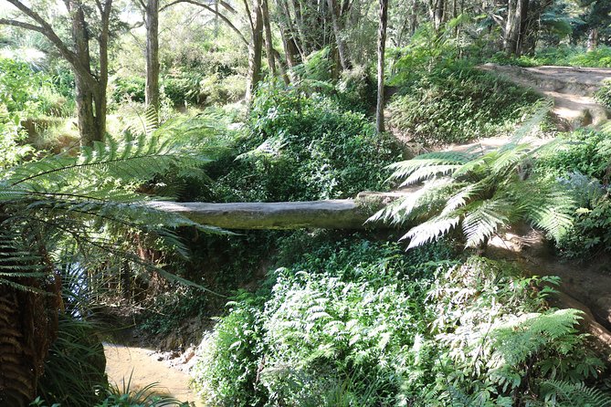 Full-Day Small-Group Glowworm Exploration Tour in New Zealand - Tour Highlights