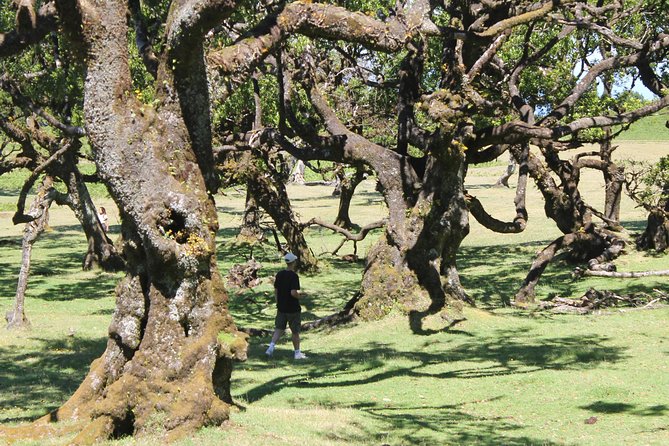 Full-Day Small Group Jeep Safari Tour From Funchal - Safety and Accessibility