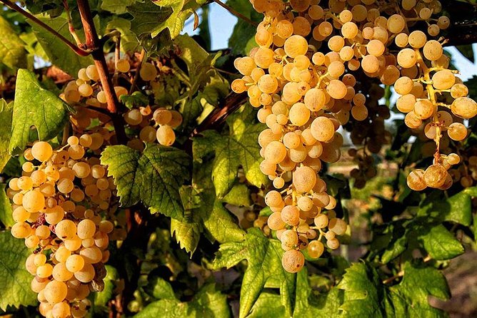 Full Day Small Group Pompeii Tour From Sorrento With Local Wine Tasting - Pickup and Dropoff