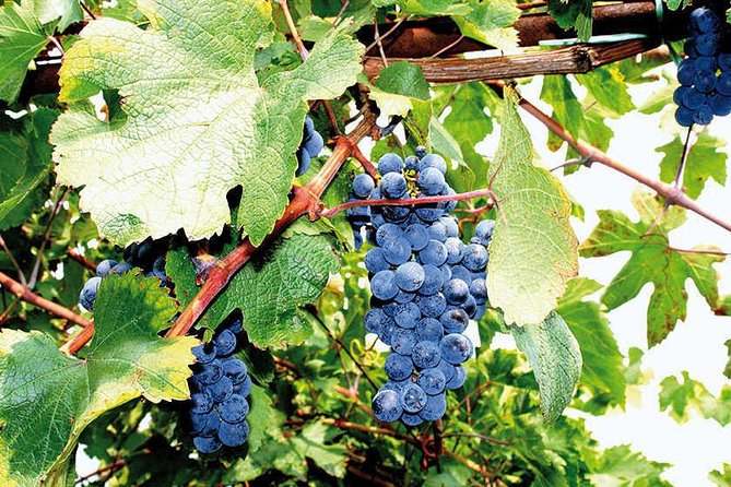 Full Day Small Group Pompeii Tour From Sorrento With Local Wine Tasting - Guest Feedback