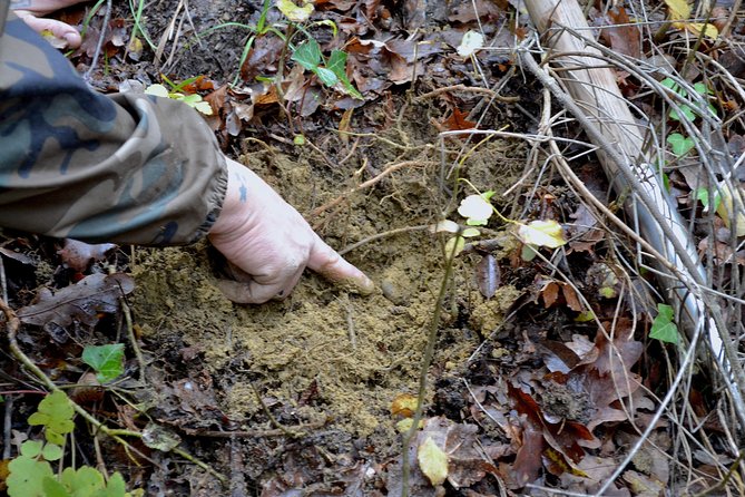 Full-Day Small-Group Truffle Hunting in Tuscany With Lunch - Winery Visit and Tasting