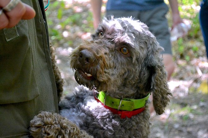 Full-Day Small-Group Truffle Hunting in Tuscany With Lunch - Cancellation Policy