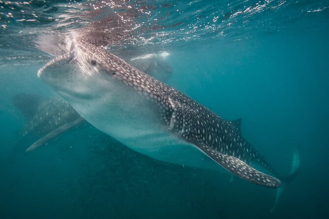 Full Day Snorkel and Swim With Sea Lions & Whale Sharks in La Paz - Key Points