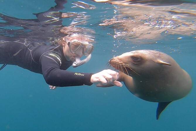 Full Day Snorkel and Swim With Sea Lions & Whale Sharks in La Paz - Meeting Location and Schedule