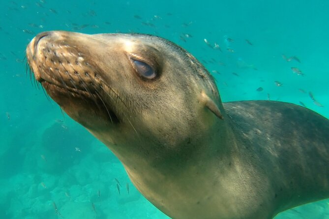 Full Day Snorkel and Swim With Sea Lions & Whale Sharks in La Paz - Health and Safety Guidelines