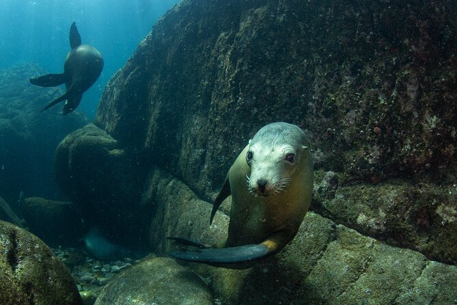Full Day Snorkel and Swim With Sea Lions & Whale Sharks in La Paz - Customer Experiences and Feedback