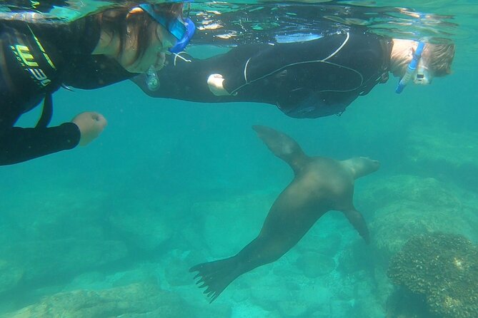 Full Day Snorkel and Swim With Sea Lions & Whale Sharks in La Paz - Tips for a Great Experience