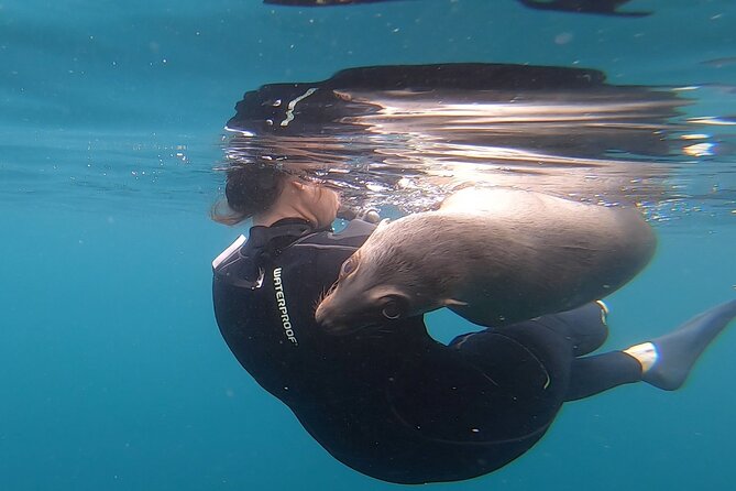 Full Day Snorkel and Swim With Sea Lions & Whale Sharks in La Paz - Pricing and Booking Information