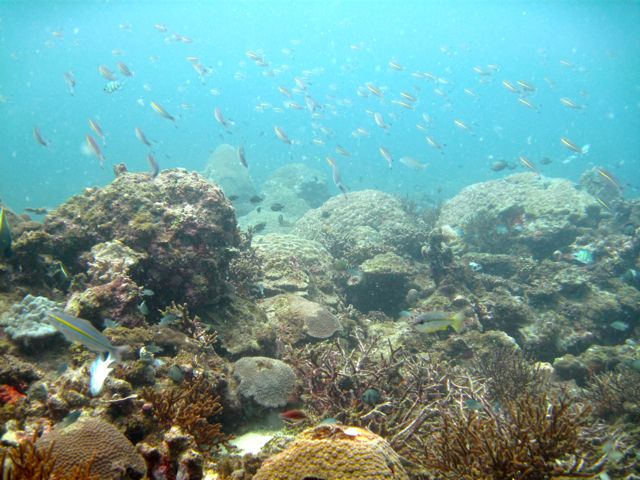Full-Day Snorkeling Adventure From Kota Kinabalu - Snorkeling Experience