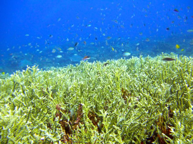 Full-Day Snorkeling Adventure From Kota Kinabalu - Coral Reef Conservation