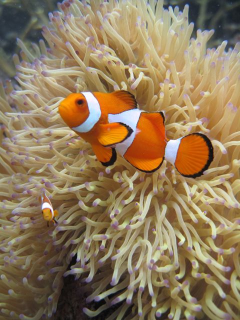 Full-Day Snorkeling Adventure From Kota Kinabalu - Frequently Asked Questions