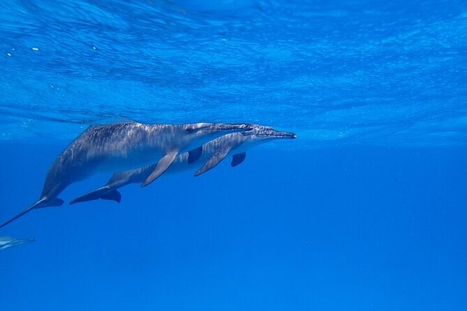 Full Day Snorkeling in Hurghada Dolphin House - Snorkeling Adventure