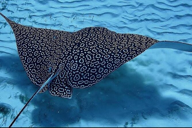 Full-Day Snorkeling Tour to Culebra Island With Lunch - Meeting Point and Transportation
