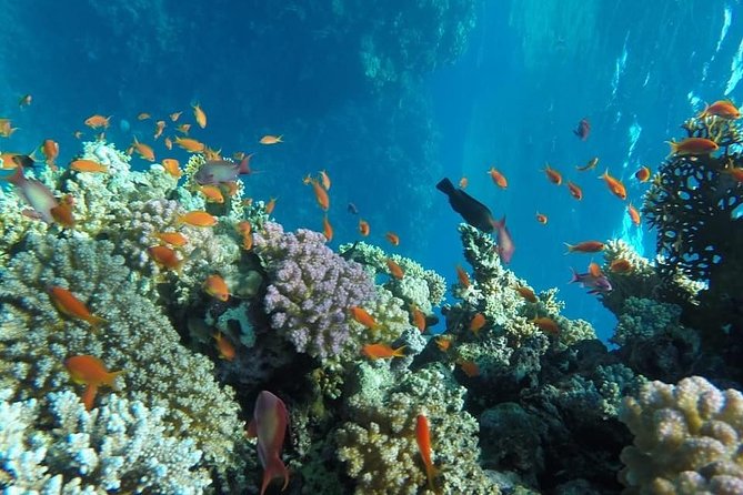 Full Day Snorkeling Trip to the Red Sea in Safaga From Luxor - Pricing and Offers
