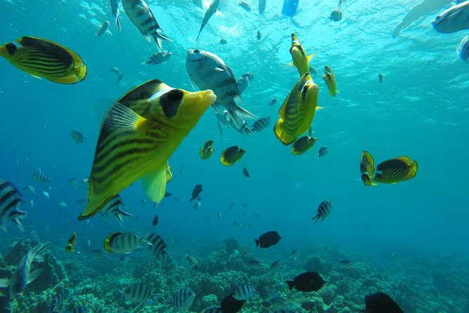 Full Day Snorkeling Trip to the Red Sea in Safaga From Luxor - Coral Reef and Marine Life